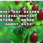 Jöhet egy színes kvízválogatás estére – benne: Ahogy kvíz