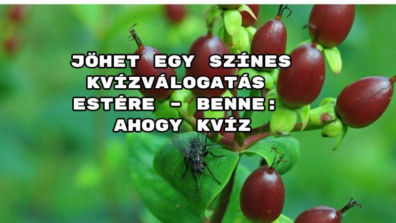 Jöhet egy színes kvízválogatás estére – benne: Ahogy kvíz