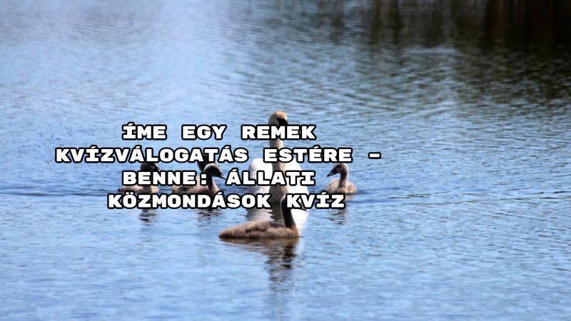 Íme egy remek kvízválogatás estére – benne: Állati közmondások kvíz