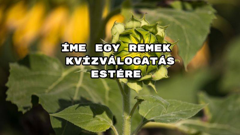 Íme egy remek kvízválogatás estére – benne: Tippelsz vagy tudod a választ?