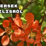 Versek áprilisról